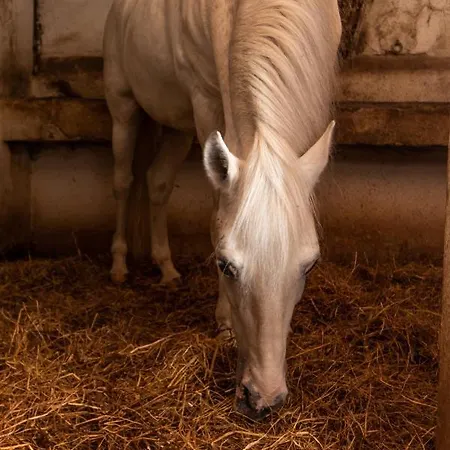 Bauernhof Quinta Da Foz Foz do Arelho