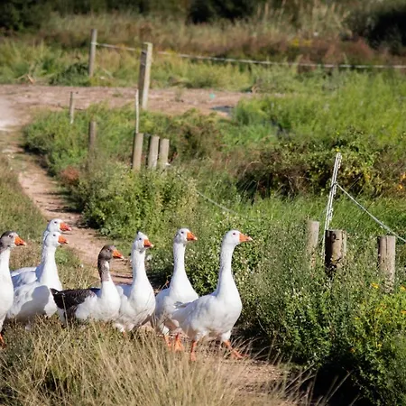 Quinta Da Foz * Foz do Arelho