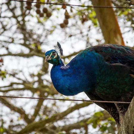 Alojamento de Turismo Rural Quinta Da Foz Foz do Arelho