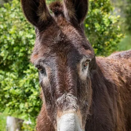 Feriegård Quinta Da Foz *