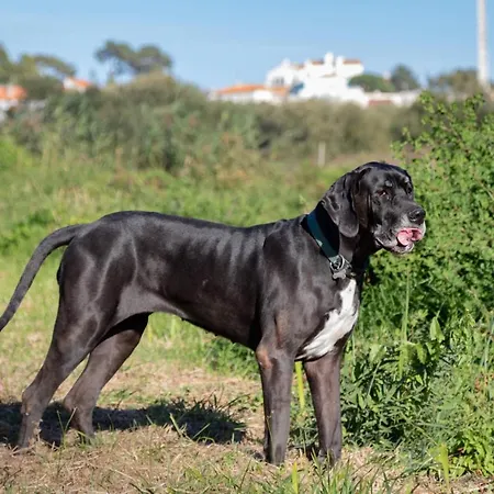 Alojamento de Turismo Rural Quinta Da Foz Foz do Arelho