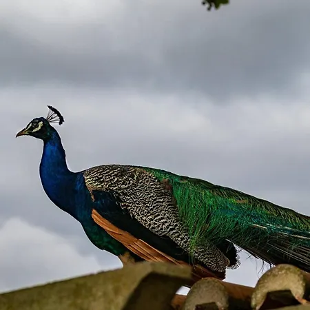 Quinta Da Foz Alojamento de Turismo Rural Foz do Arelho