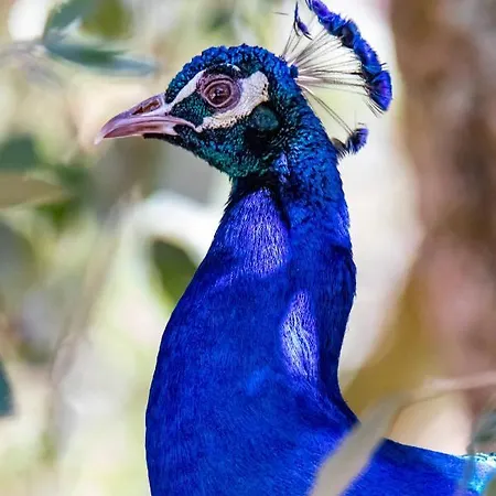 Quinta Da Foz Alojamento de Turismo Rural