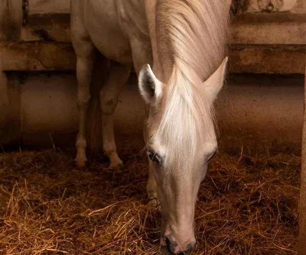 农家乐 昆塔福斯酒店 福斯·杜·阿勒奥