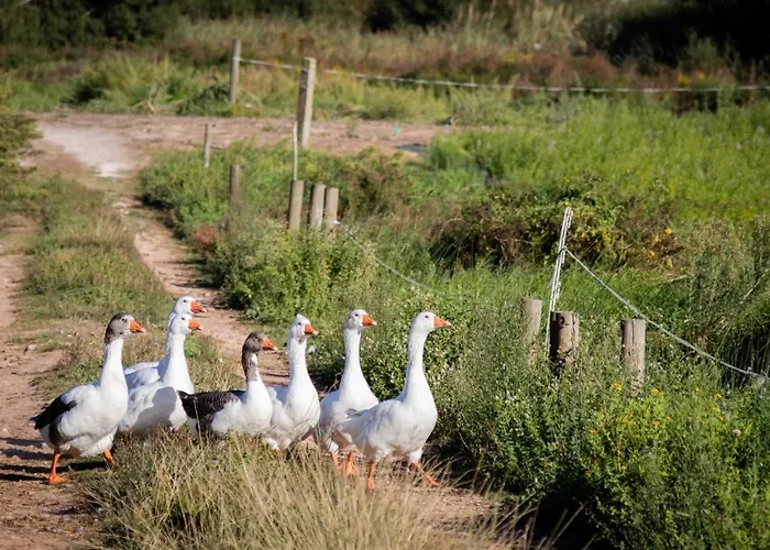 昆塔福斯酒店 * 福斯·杜·阿勒奥