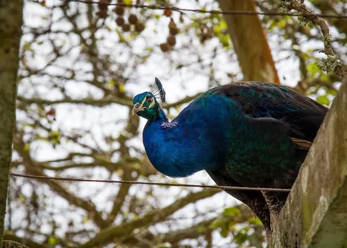 农家乐 昆塔福斯酒店 福斯·杜·阿勒奥