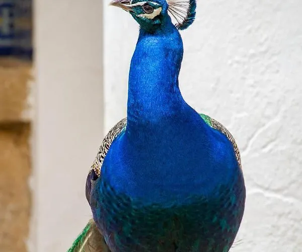 昆塔福斯酒店 福斯·杜·阿勒奥