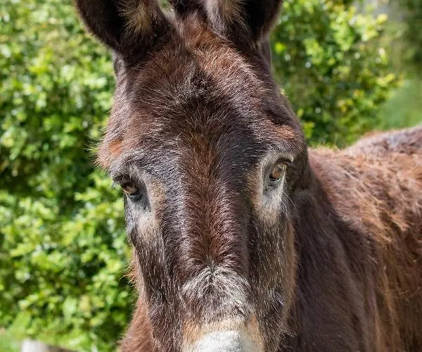 农家乐 昆塔福斯酒店 *