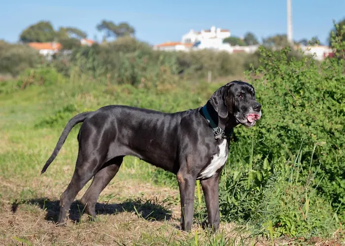 农家乐 昆塔福斯酒店 福斯·杜·阿勒奥