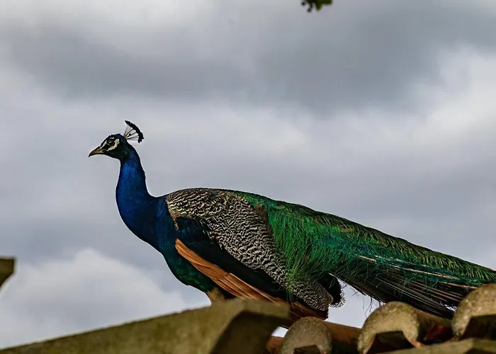 昆塔福斯酒店 农家乐 福斯·杜·阿勒奥